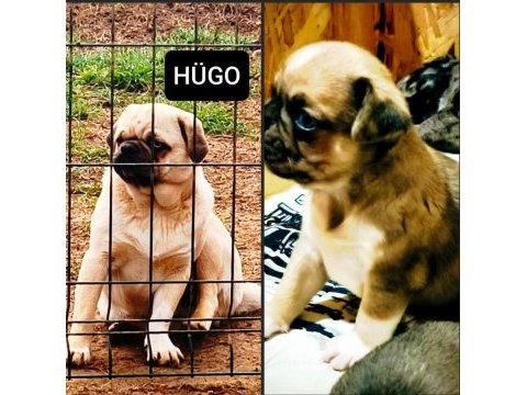 Yetişkin ping ve egzotik pug mops lar