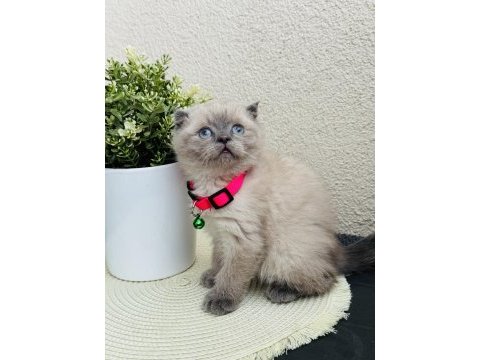 Scottish fold bluepoint