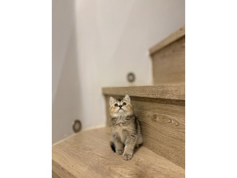 Brıtısh shorthair golden yavrularım 