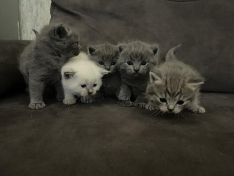 3 nisan doğumlu british shorthair