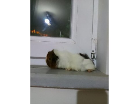 Yavru uzun tüylü dişi ginepig