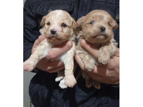 25 günlük rezerveye açık maltipoo yavrular