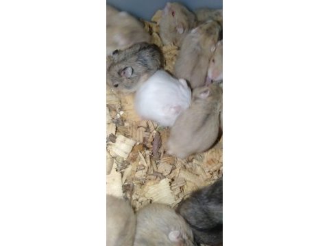 Hamster gonzales ve suriye