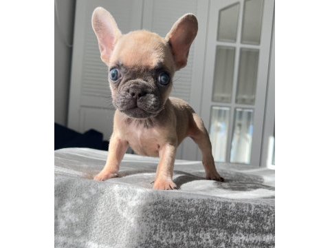 Mavi gözlü french bulldog yavrularım