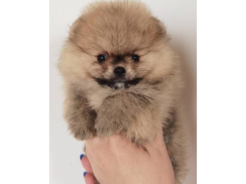 Sevimli pomeranian yavruları