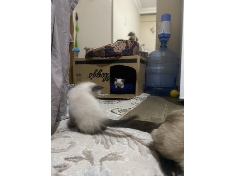 Tapınak bekçisi siyam kedisi bebekler