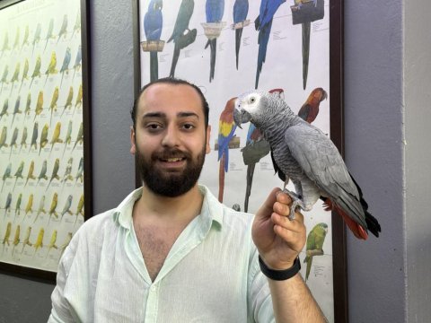 Evcil eğitimli konuşan jako papağanı