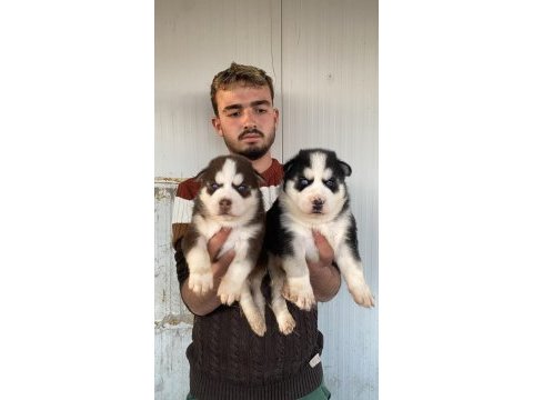 Her renk maskeli sibirya kurdu yavrularımız