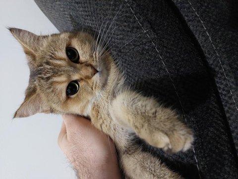 Eskişehir british shorthair silver shaded dişi
