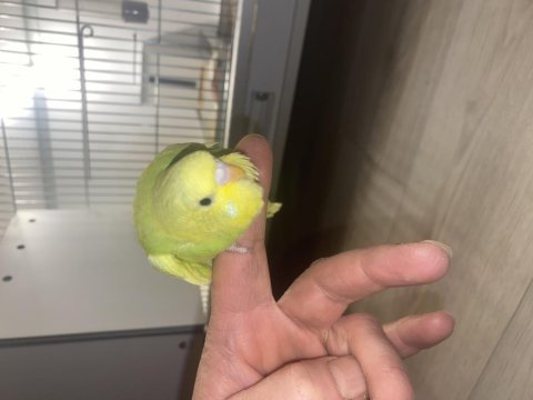 Yavru ele gelen güzel renkli muhabbet kuşu