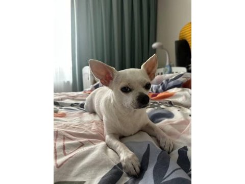 5 yaşında kısır erkek chihuahua