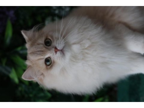 British longhair erkek 9 aylık