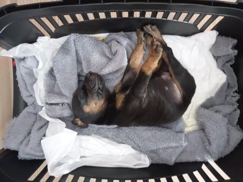 Doberman dişi bebek izmir