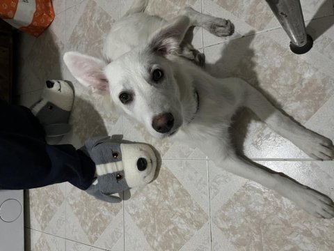 Rus finosu melez köpeğim