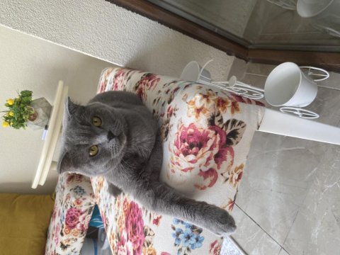 1 yaşında aşıları tam dişi british shorthair