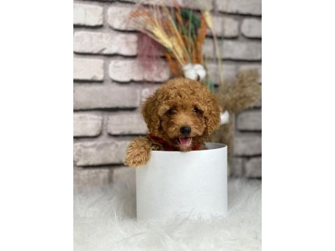 Tüy yumağı toy poodle yavrularım