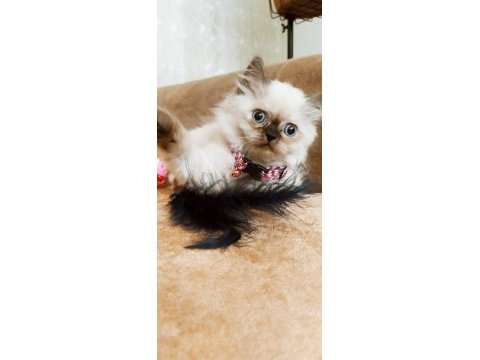 British longhair dişi 2 aylık