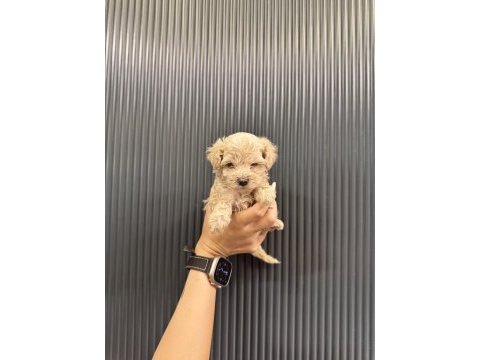Evde büyüyen tuvalet eğitimli maltipoo yavrular