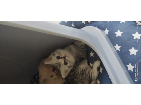 Scottish fold british yavru kedi. konyaya temmuz 5 ine