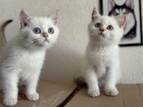 Ankarada ziyarete açık golden british shorthair