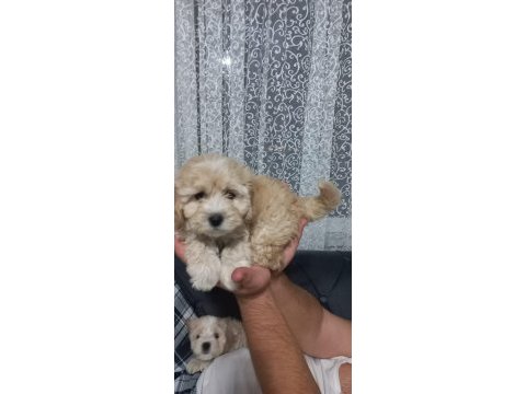 A kalite maltipoo yavrular