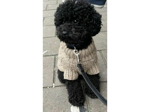 Siyah nadir renk poodle