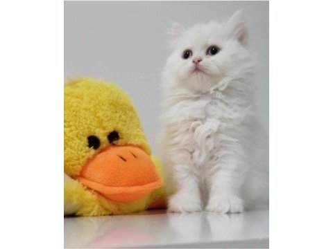 Oyuncu uysal bebek chinchilla