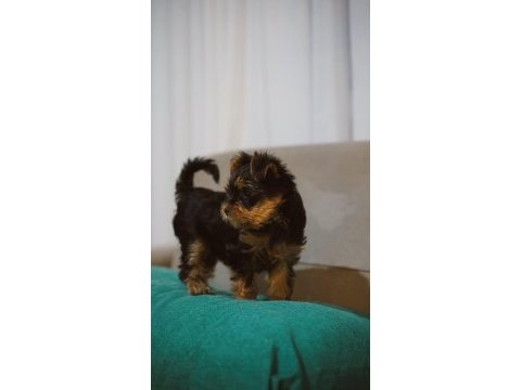 30 mart doğumlu yorkshire terrier kızlar