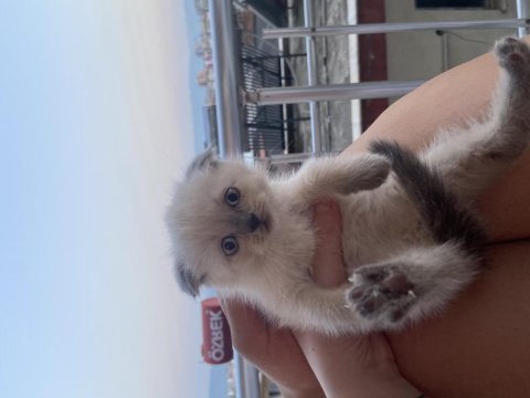 Scottish fold blue point