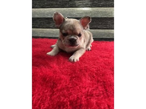 Yurt dışı kan hattı egzotik mıcro french bulldog yavrular