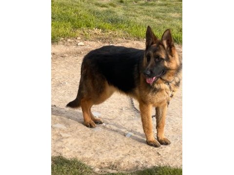 Şecereli alman çoban köpeği