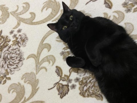 British tekir kırması erkek kedi