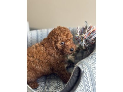 Harika kalitede toy poodle bebekler