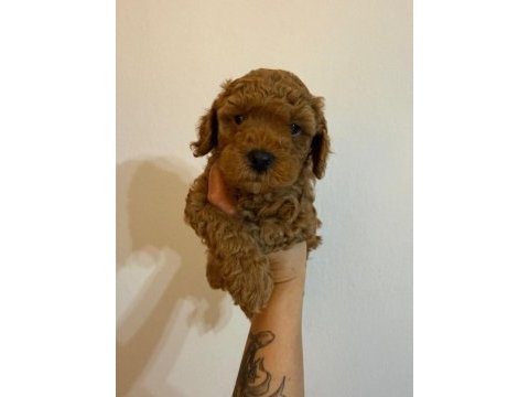 Anne altından safkan toy poodle yavrularım