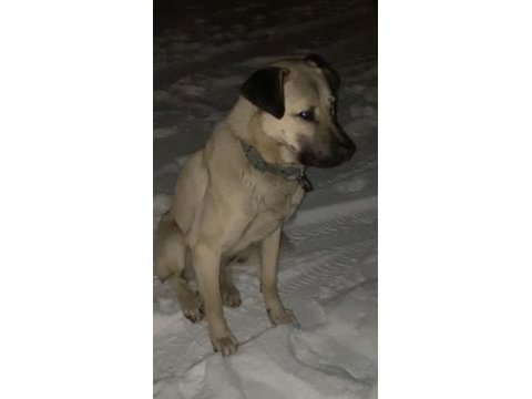 Sahiplendirilecek erkek yavru enik