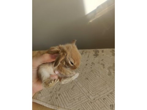 Mini lop tavşan bebekler