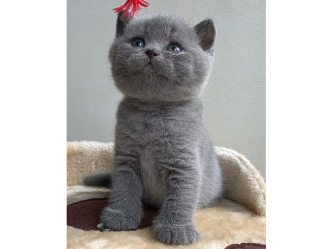 Scottish fold british siyam yavru çeşitler mevcuttur