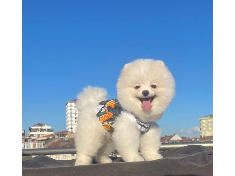 Orjinal spitz olmayan pomeranian boo cinsi çocuklar