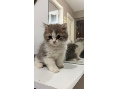 Scottish fold longhair (highland fold)