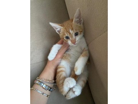 Bb namı diyar behlül böcek kedimiz yuva arıyor