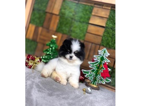 Pomeranian boo teacup