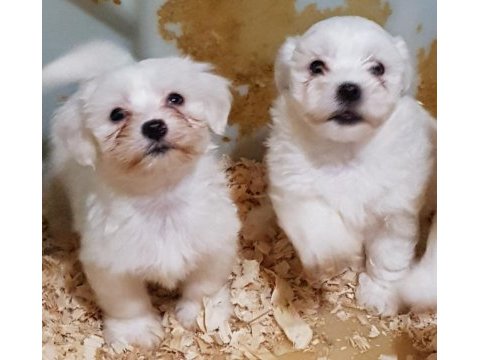A kalite gerçek orjinal maltese yavrular