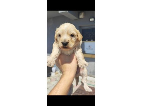 1 dişi 4 erkek maltipoo bebeklerim