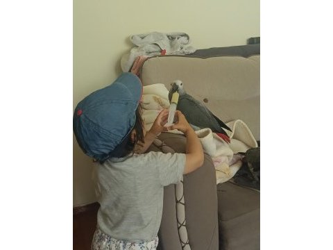 Jako papağanı bebek yeme düştü