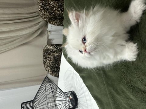 Maviş gözlü prenses kedimiz