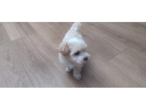 Sevimli maltese yavrusu