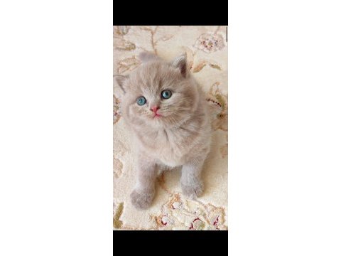 Gri lilac dişi erkek british yavrular