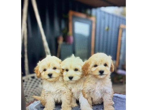 Yavru golden retriever köpeği