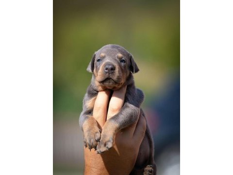 En iyisi doberman yavrular