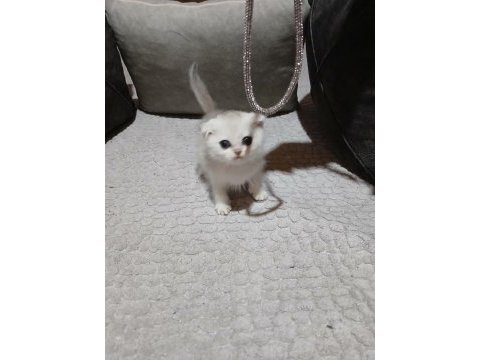 Scottish fold silver erkek bebeğimiz